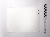 黃則修攝野柳地景藏品圖，第2張