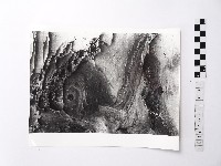 黃則修攝野柳地景藏品圖，第1張