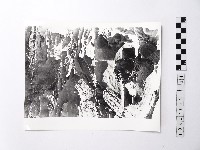 黃則修攝野柳地景藏品圖，第1張