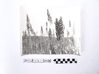 黃則修攝高粱藏品圖，第1張