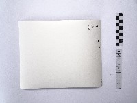 黃則修攝放牧在銀合歡欉中牛藏品圖，第2張