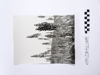 黃則修攝高粱藏品圖，第1張