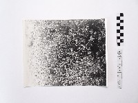 黃則修攝澎湖縣花天人菊藏品圖，第1張