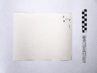 黃則修攝澎湖縣花天人菊藏品圖，第2張