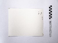 黃則修攝澎湖縣花天人菊藏品圖，第2張