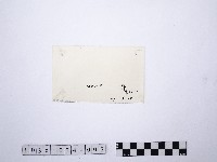 黃則修攝野柳地景仙女鞋藏品圖，第2張