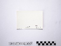 黃則修攝野柳地景藏品圖，第2張