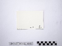 黃則修攝野柳地景燭臺石藏品圖，第2張