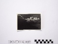 黃則修攝野柳地景燭臺石藏品圖，第1張