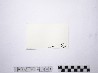 黃則修攝野柳地景藏品圖，第2張