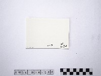 黃則修攝野柳地景藏品圖，第2張