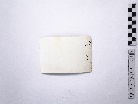 黃則修攝野柳地景藏品圖，第2張