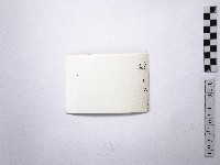 黃則修攝野柳地景藏品圖，第2張