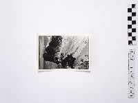 黃則修攝野柳地景藏品圖，第1張