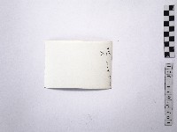 黃則修攝野柳地景藏品圖，第2張