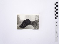 黃則修攝野柳地景女王頭藏品圖，第1張