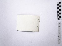 黃則修攝野柳地景女王頭藏品圖，第2張