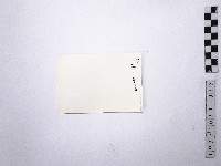 黃則修攝野柳地景藏品圖，第2張