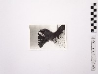 黃則修攝野柳地景藏品圖，第1張