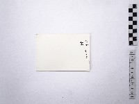 黃則修攝野柳地景藏品圖，第2張