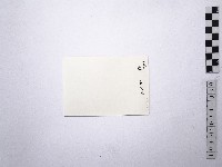 黃則修攝野柳地景藏品圖，第2張