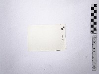 黃則修攝野柳地景藏品圖，第2張