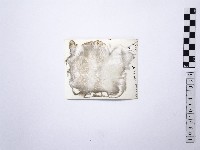 黃則修攝野柳地景藏品圖，第2張