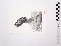 黃則修攝野柳地景女王頭藏品圖，第1張