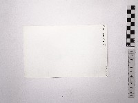 黃則修攝野柳地景女王頭藏品圖，第2張