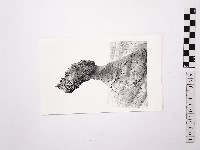 黃則修攝野柳地景女王頭藏品圖，第1張