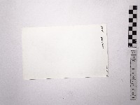 黃則修攝野柳地景女王頭藏品圖，第2張