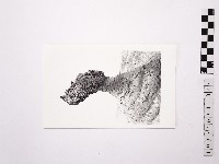 黃則修攝野柳地景女王頭藏品圖，第1張