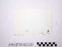 黃則修攝野柳地景藏品圖，第2張