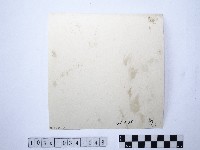 黃則修攝野柳地景藏品圖，第2張