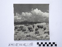 黃則修攝野柳地景藏品圖，第1張