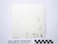 黃則修攝野柳地景燭臺石藏品圖，第2張