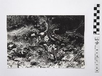 黃則修攝野柳地景藏品圖，第1張