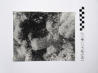 黃則修攝植物林藏品圖，第1張