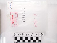 黃則修攝黃氏宗祠系列底片外袋藏品圖，第1張