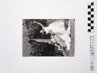 黃則修攝蔡瑞月舞蹈社社員藏品圖，第1張