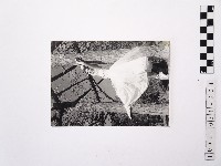 黃則修攝蔡瑞月舞蹈社方淑芳2藏品圖，第1張