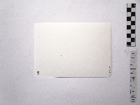 黃則修攝女藝人丁琪藏品圖，第2張