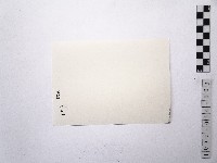 黃則修攝女藝人夏台風藏品圖，第2張