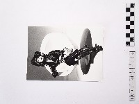 黃則修攝女藝人王祥齡3藏品圖，第1張