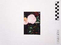 黃則修攝玫瑰花藏品圖，第1張