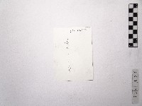 黃則修攝玫瑰花藏品圖，第2張