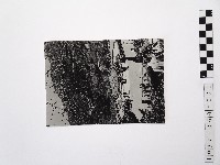 黃則修攝陽明山花鐘藏品圖，第1張