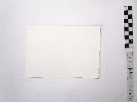 黃則修攝陽明山花鐘藏品圖，第2張