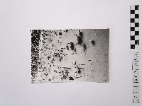 黃則修攝荷花池1藏品圖，第1張