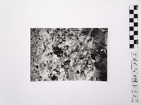 黃則修攝荷花池2藏品圖，第1張